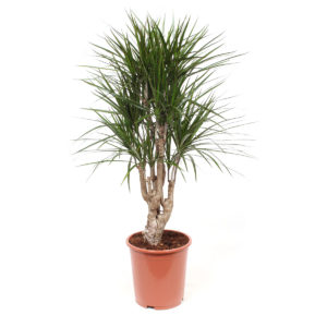 Dracaena Marginata