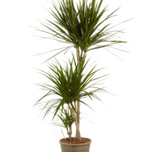 Dracaena Marginata (3 stammen)