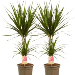 Dracaena Marginata (Set 2 planten)