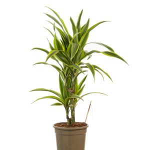Dracaena Lemon Lime