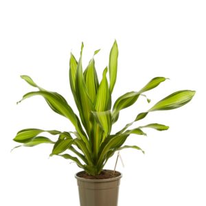 Dracaena Charley