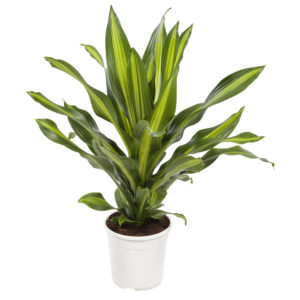 Dracaena 'Burley'