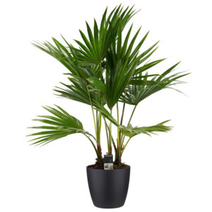 Decorum Livistona rotundifolia 3pp met Elho brussels living black