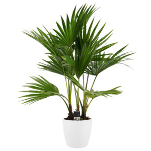 Decorum Livistona rotundifolia 3pp met Elho brussels white
