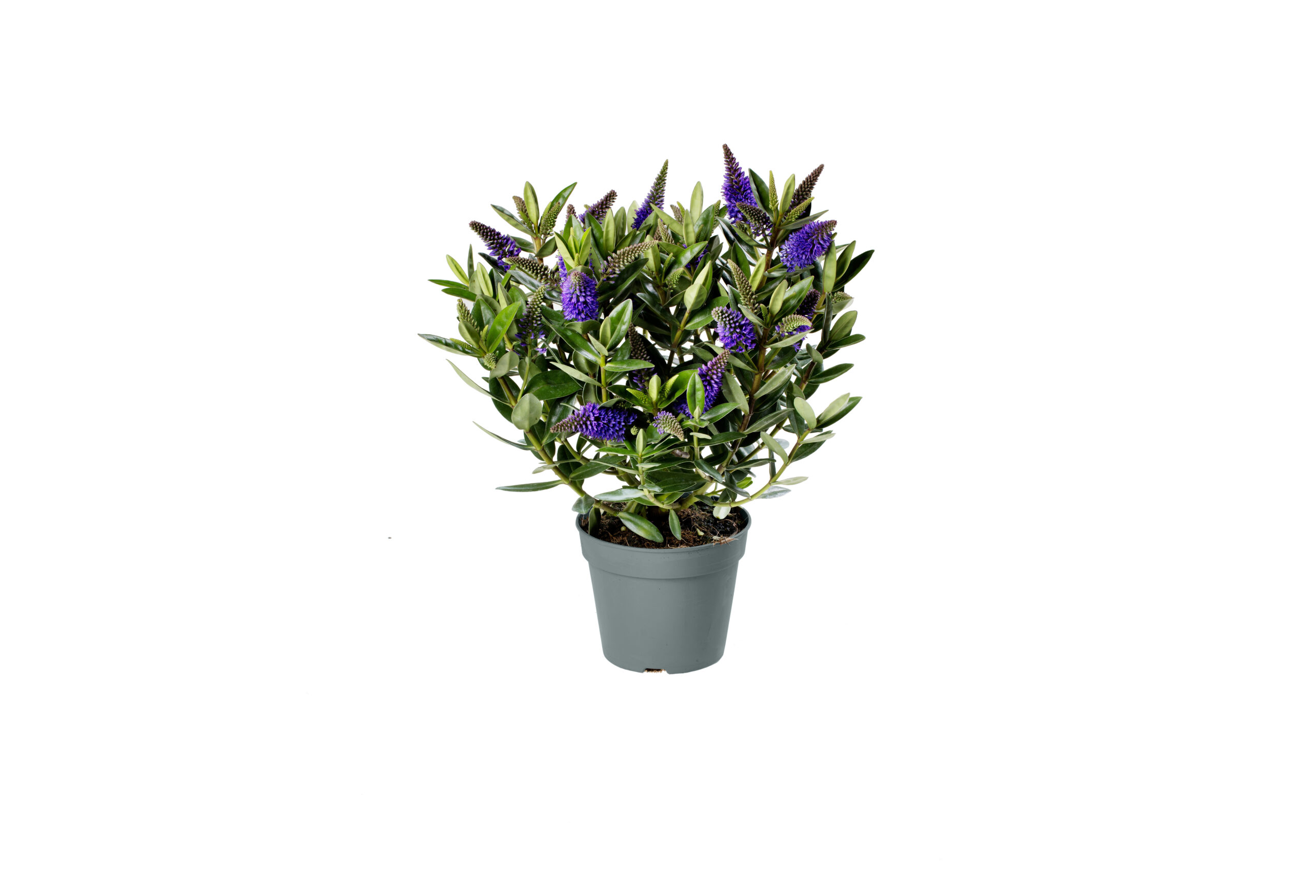 Addenda® Hebe Donna mix (wit, roze, 2x blauw/paars) - Afbeelding 3