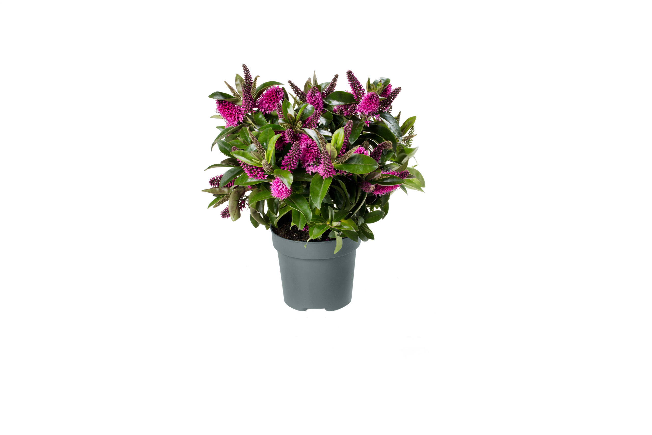 Addenda® Hebe Donna mix (wit, roze, 2x blauw/paars) - Afbeelding 4